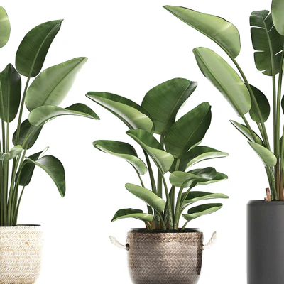 Plant Collection 445. banana palm, basket, rattan, bush, strelitzia, strelitzia, interior, office plants — Ver 4