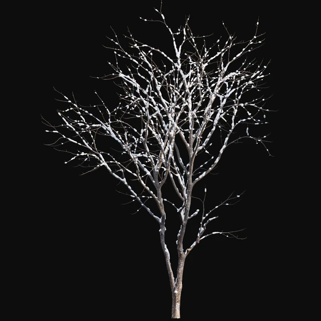 Juglans regia - Common walnut - winter - snow — Descargar