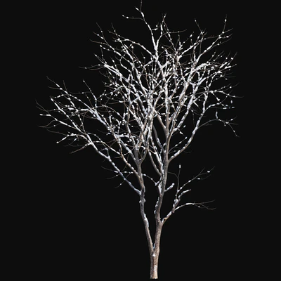 Juglans regia - Common walnut - winter - snow — Ver 4