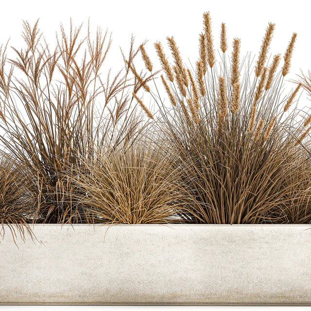 Collection of dried flower plants in a pot of Pampas grass, reeds, flowerbed, landscaping, bushes. 1072. — Descargar