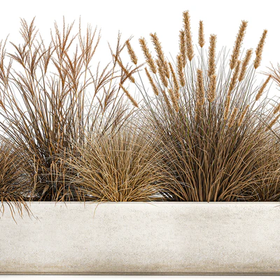 Collection of dried flower plants in a pot of Pampas grass, reeds, flowerbed, landscaping, bushes. 1072. — Ver 6