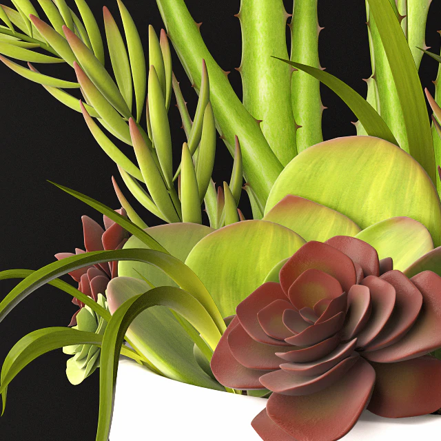 Succulent arrangement — Descargar