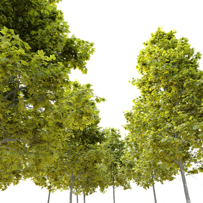Acer platanoides Cleveland — Ver 2