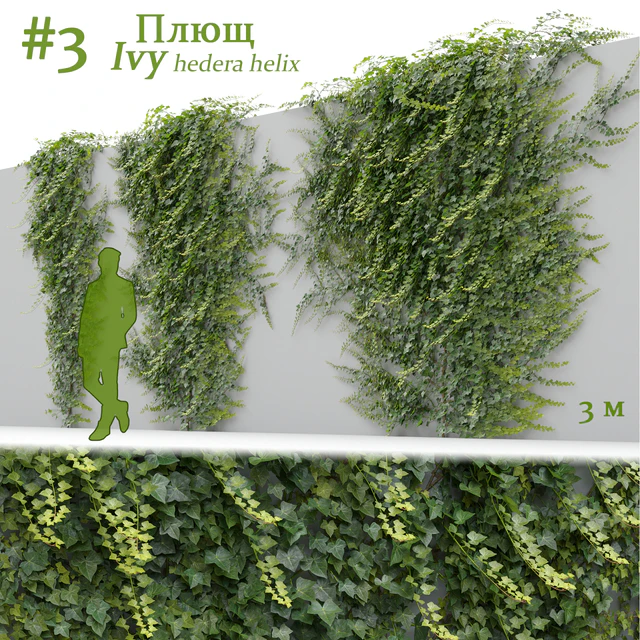 Ivy / Hedera helix #3 — Descargar