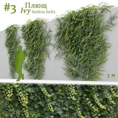 Ivy / Hedera helix #3 — Ver 1