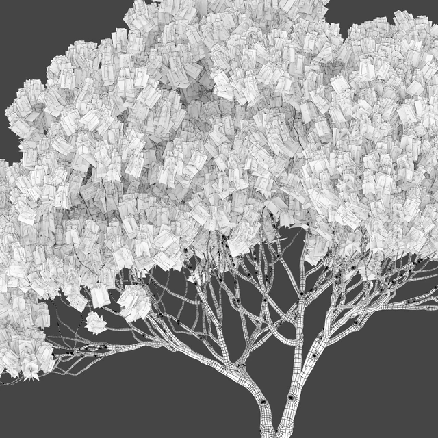 Stone pine 4 (Pinus pinea) — Descargar