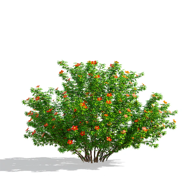 Лапчатка кустарниковая красная | Potentilla fruticosa — Скачать