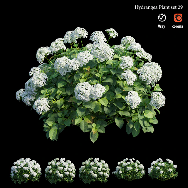 Hydrangea Plant set 29 — Descargar