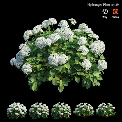 Hydrangea Plant set 29 — Ver 3