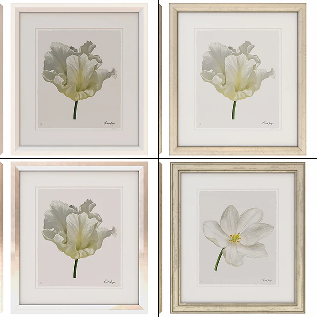 Charlotte Morgan White Watercolour Tulips — Скачать