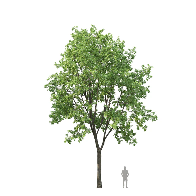 Oak — Скачать