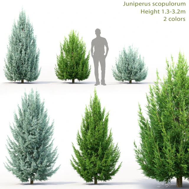 Juniperus scopulorum # 3 — Descargar