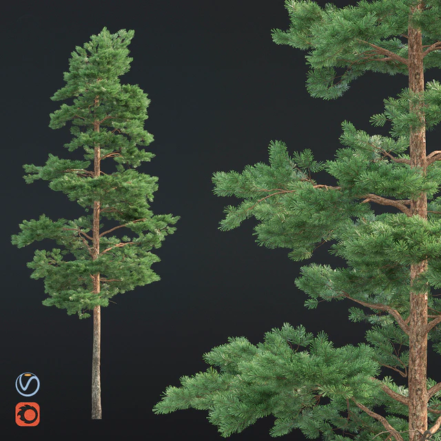 Pine — Скачать