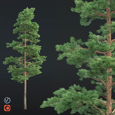 Pine — Вид 1