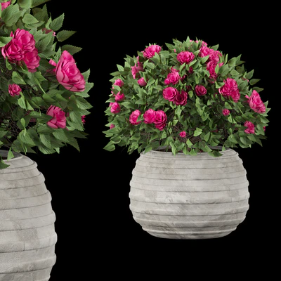collection flowering bush vol 16 — Вид 6