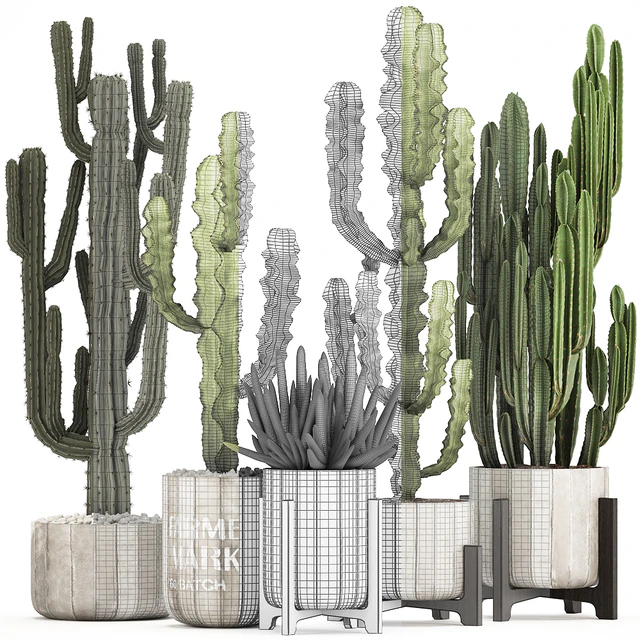 Plant collection 324. concrete, flowerpot, indoor cactus, cereus, spurge, carnegia, interior, desert plants, outdoor — Descargar