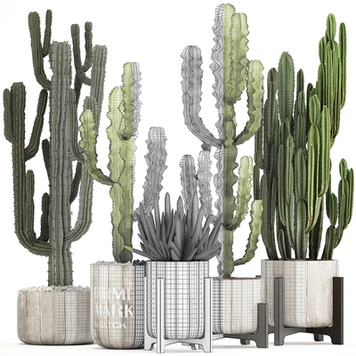 Plant collection 324. concrete, flowerpot, indoor cactus, cereus, spurge, carnegia, interior, desert plants, outdoor — Ver 3