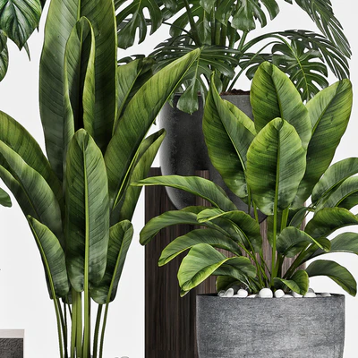 plant set-112 — Вид 3