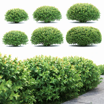 Spirea japonica — Ver 1
