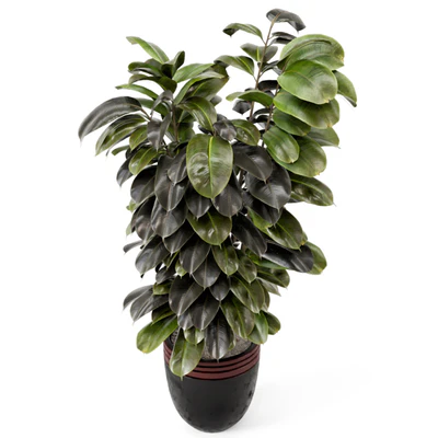 Indoor Plants in rusty Concrete Pot - Set 881 — Вид 4