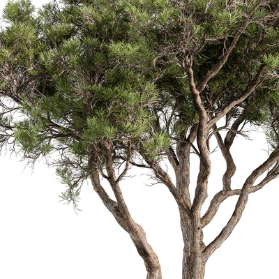 Stone Pine Tree Set 190 — Вид 3
