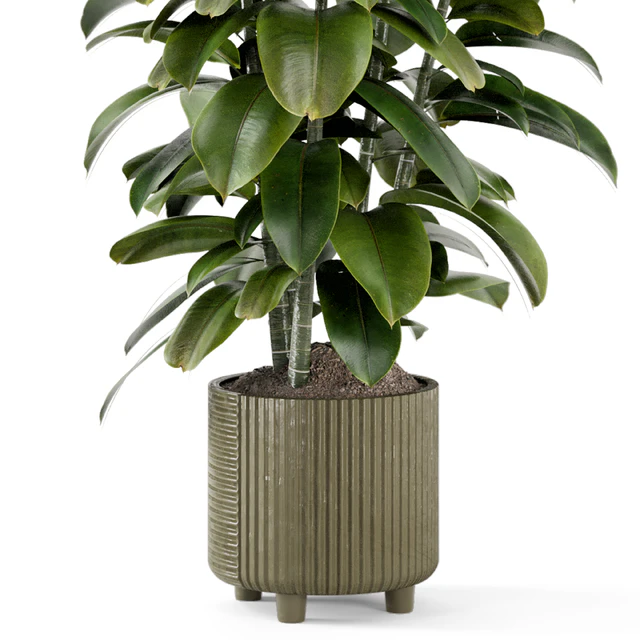 Indoor Ficus Plant in rusty Concrete Pot - Set 966 — Descargar