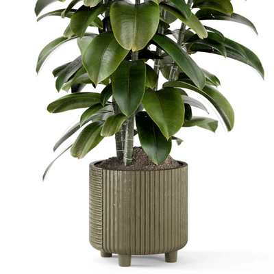 Indoor Ficus Plant in rusty Concrete Pot - Set 966 — Ver 5