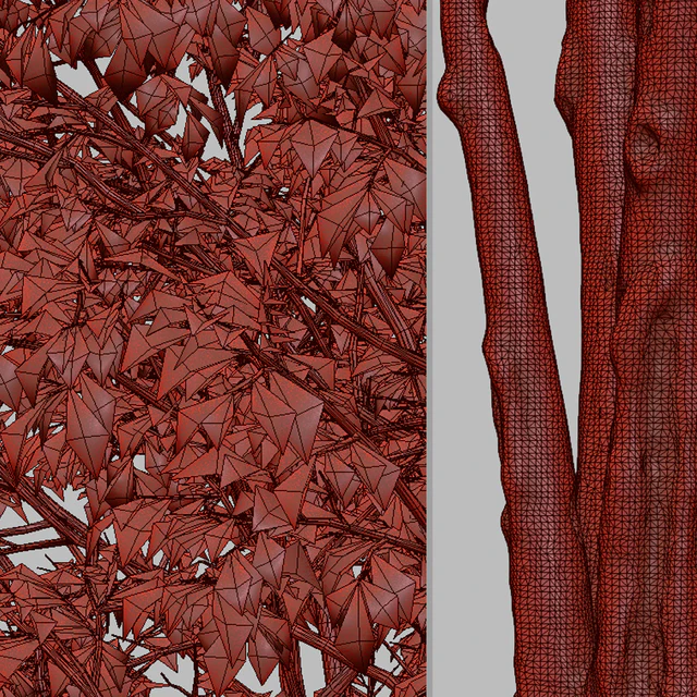 Set of Downy Birch Trees (Betula pubescens) (2 Trees) — Descargar