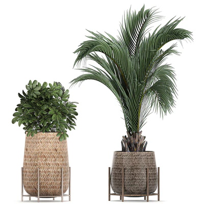 Collection of ornamental plants in rattan baskets with banana palm, howea, Strelitzia. Set 783 — Ver 4