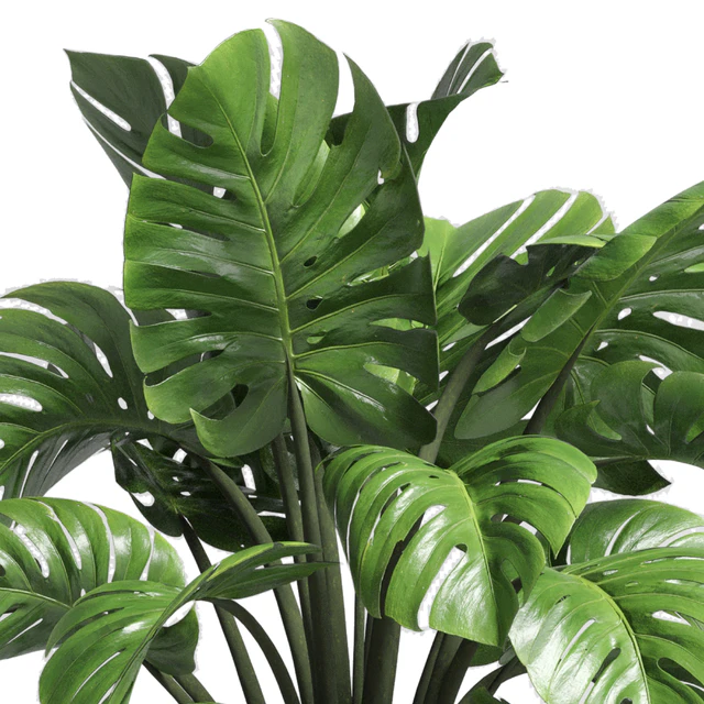 Indoor plant 89 wood vase pot plant monstera — Скачать