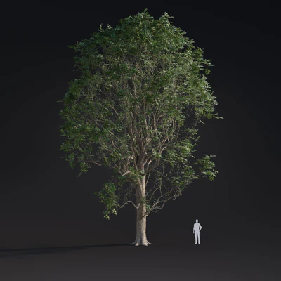 008 white elm — Скачать