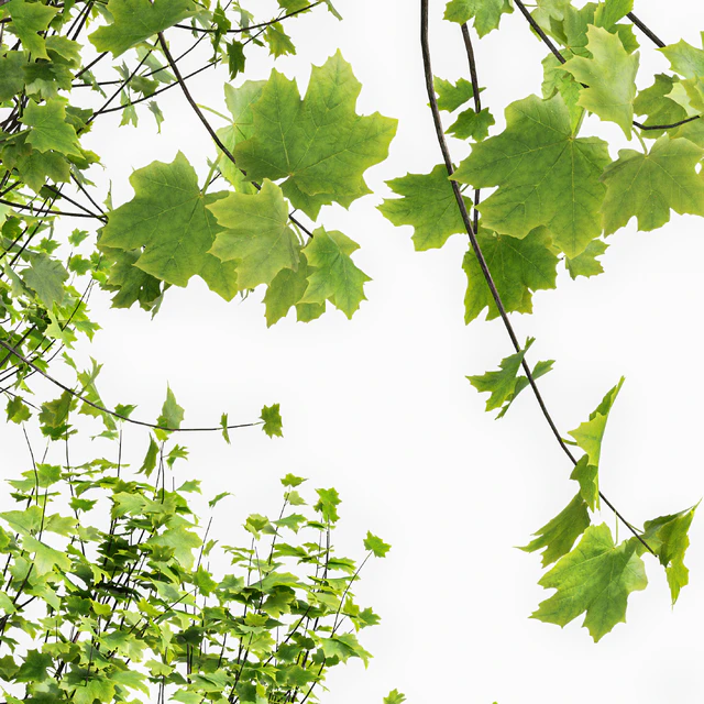 Real Tree Acer Saccharinum Summer — Скачать