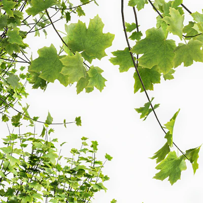 Real Tree Acer Saccharinum Summer — Вид 5