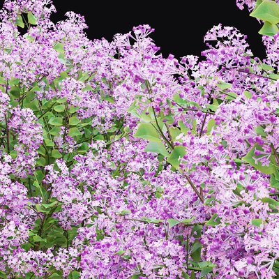 Mayers lilac bushes | Syringa meyeri — Ver 6