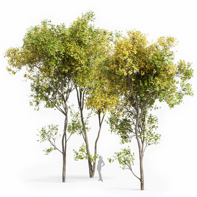 Real Tree Acer Saccharinum Summer-Fall — Вид 1