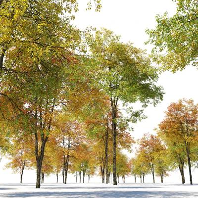 Autumn hornbeam tree 02 — Вид 4