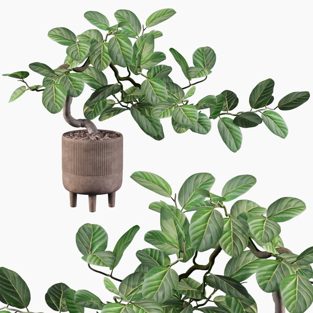 Plants collection 085 - ficus benghalensis — Descargar