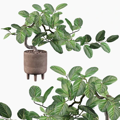 Plants collection 085 - ficus benghalensis — Ver 1