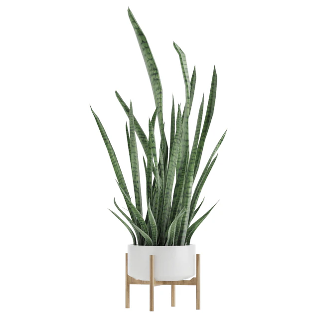 Sansevieria 2 — Descargar