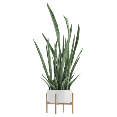 Sansevieria 2 — Ver 4