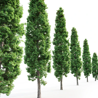 Thuja — Ver 3
