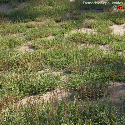 Eremochloa ophiuroides - wild — Ver 1