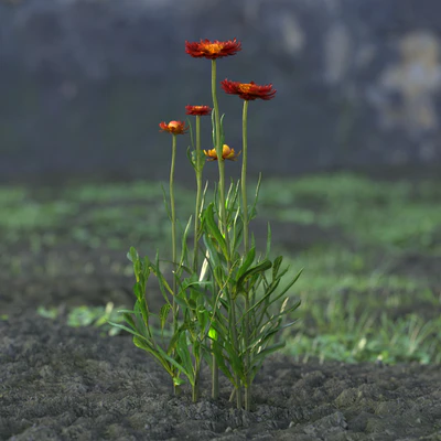 garden flowers 022 — Descargar