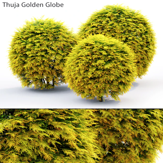 Thuja Golden Globe — Descargar