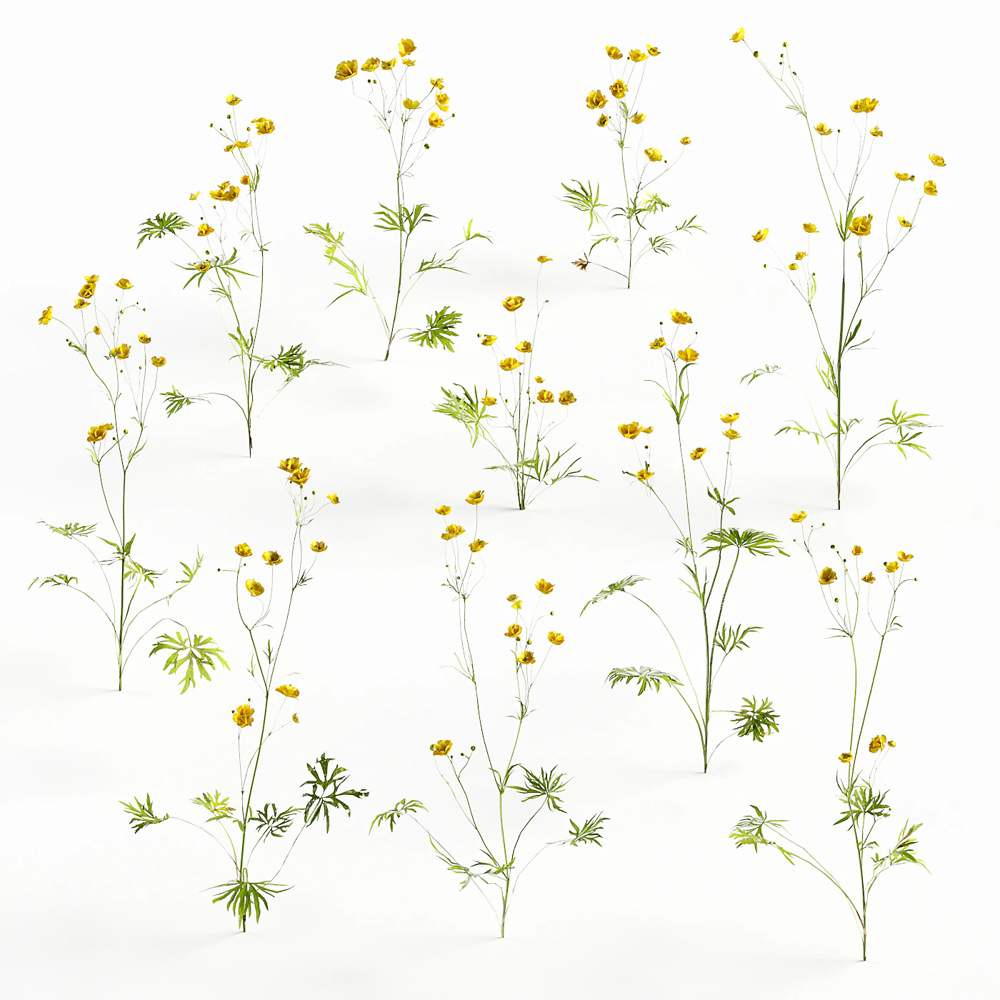 flowers and weeds 009 — Скачать