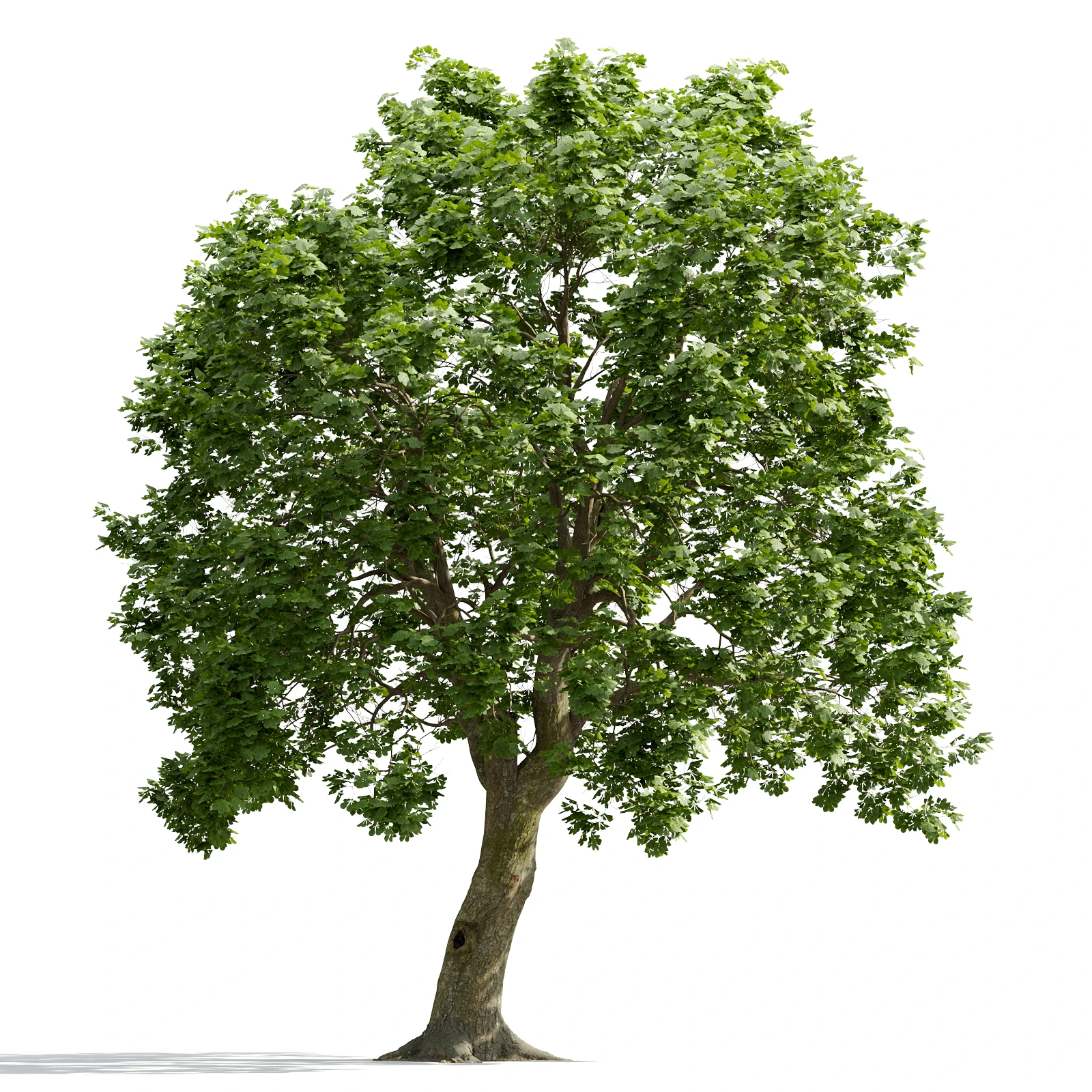 trees and barks 006 — Descargar