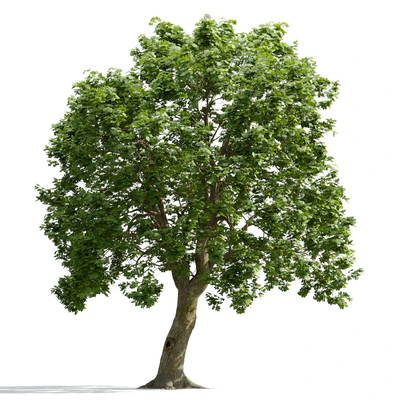 trees and barks 006 — Descargar
