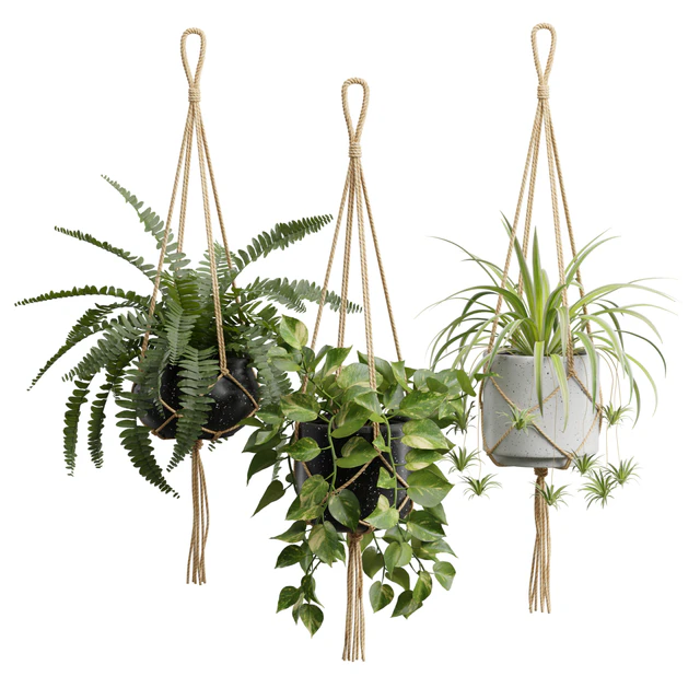 Hanging Plants 01 — Скачать