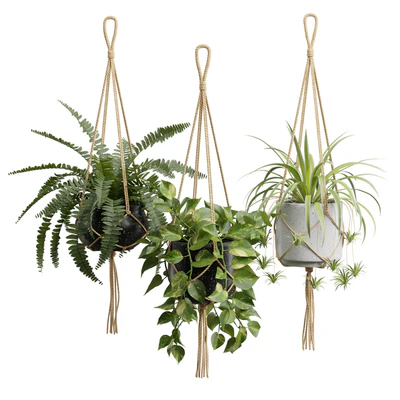 Hanging Plants 01 — Вид 1