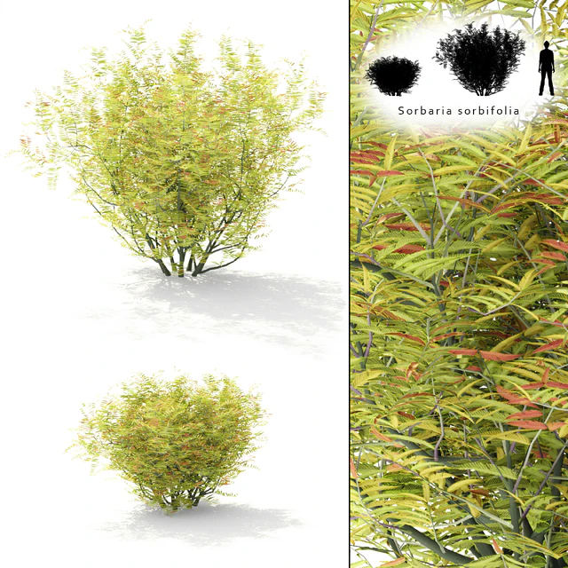 Рябинник рябинолистный куст | Sorbaria sorbifolia — Скачать